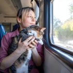 Is it healthy to keep a Pallas's cat as a pet